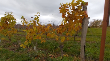 Vignobles de Chécy en automne