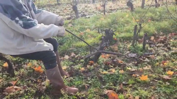 Vignobles de Chécy en automne
