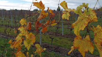 Vignobles de Chécy en automne