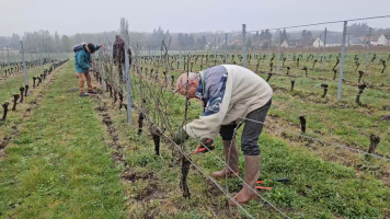 Vignobles de Chécy en printemps