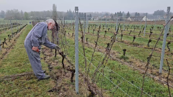Vignobles de Chécy en printemps