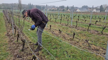 Vignobles de Chécy en printemps