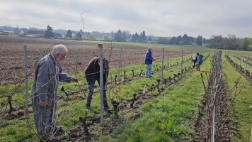 Vignobles de Chécy en printemps