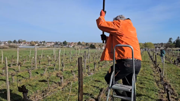 Vignobles de Chécy en printemps