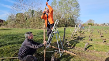Vignobles de Chécy en printemps
